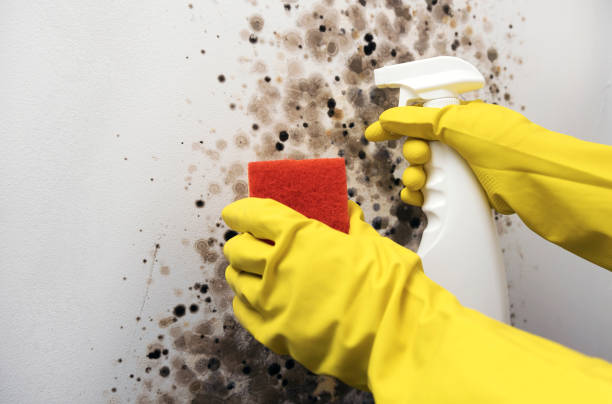 Professional Mold Removal in Apple Valley, OH