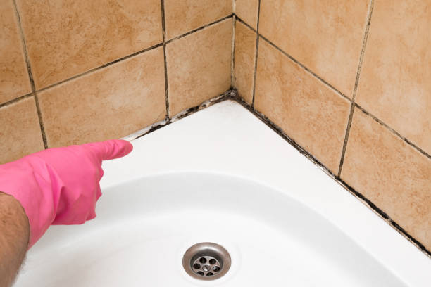 Home Mold Removal in Apple Valley, OH