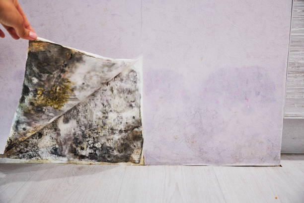 Mold Removal Process in Apple Valley, OH